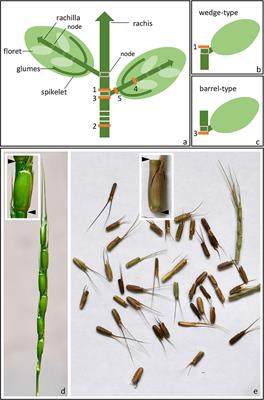 The Brittle Rachis Trait in Species Belonging to the Triticeae and Its Controlling Genes Btr1 and Btr2